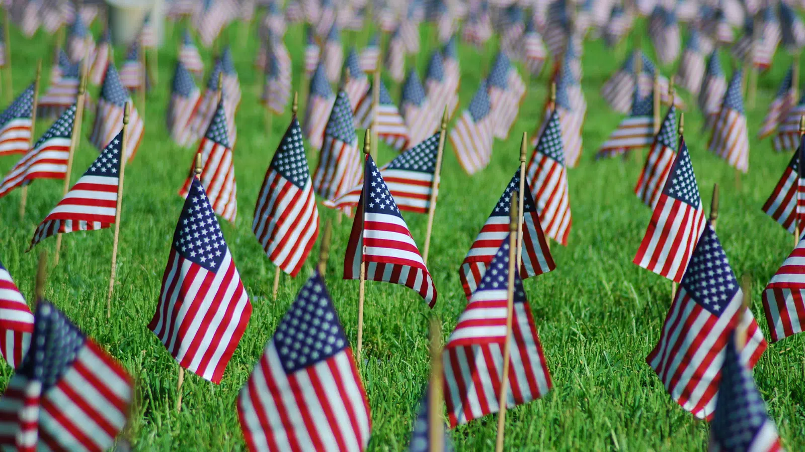 Many small American flags sticking up from a green lawn
